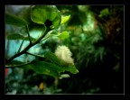Life Plum