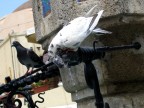 piccioni