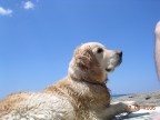 Dolly..... in attesa del biscotto .... a Cala Violina