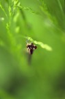 Libellula #1