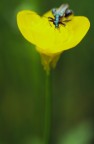 Nonostante la foto possa sembrare ritoccata pesantemente, vi assicuro che avevo gli stessi colori della DIA (Fuji Sensia 100).
devo ringraziare l'esposizione semi-spot sul fiore, sovraesposta di mezzo stop per compensare la lettura falzata dell'esposimetro.