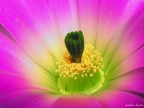 fluorescente