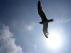 Scattata durante un'escursione all'isola del Giglio.

Suggerimenti e critiche sono ben accetti...