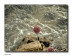 Le Onde