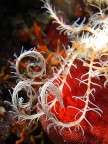 Braccia crinoidi