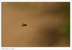 Drosophila