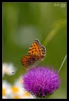 Colori