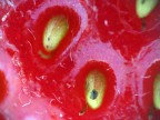 fragola