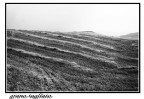 grano tagliato