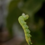 il funambolo