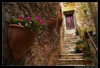 Fiori d'estate