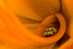 Coccinella gialla