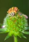 arancione