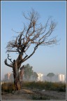 L'albero