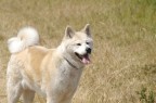 Il mio cane