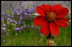 dalia