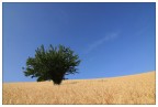 Lonely Tree