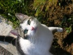 MICIA