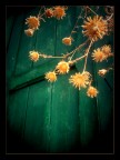 Little Suns