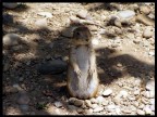 Marmotta