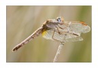 Libellula
