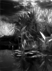 Nikon coolpix 5700 con filtro HOYA infrared