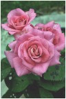 rose rosse