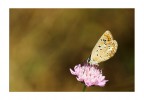 Farfalla