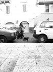 gatto nero