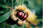 castagne