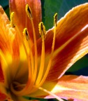 Fiore