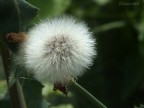 fiore?