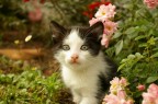 Il gattino