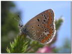 farfallina
