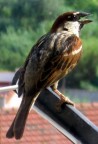 passero solitario
