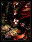 Chinese Silk