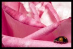 canon 5d + 105 macro sigma 2.8 + flash 550