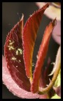 canon 5d e sigma 105 macro + flash 580