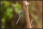 Libellula aggrappata