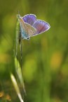 licenide al sole