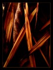 Dried Flames