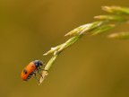Buggy-jumping