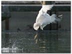 Garzetta a Pesca