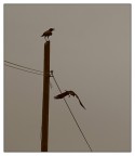Cry old crow cry