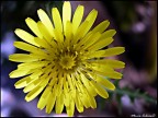 Semplicemente Giallo