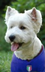 Un ritratto del mio cane Vanilla... Sperando che porti fortuna alla nostra nazionale!