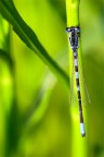 Familiar Bluet Damselflies