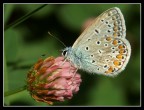 licenide