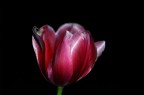 tulipano notturno