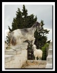 ..vedi come salta pap...!!!
